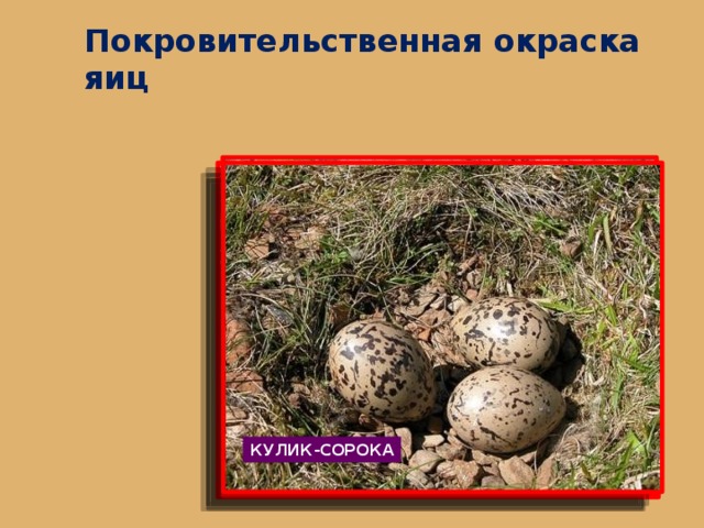 Покровительственная окраска яиц КУЛИК-СОРОКА СОЛОВЕЙ ПЕРЕПЁЛКА КОБЧИК 8 