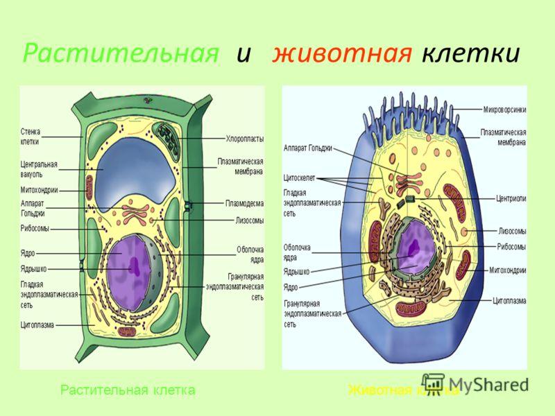 Картинка строение бактериальной клетки