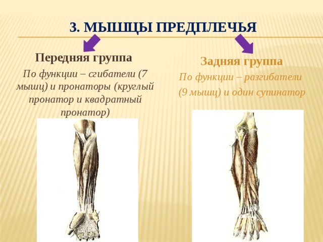 Мышцы предплечья функции. Мышцы пронаторы и супинаторы. Пронатор и супинатор предплечья. Мышцы предплечья передняя и задняя группа. Пронация предплечья (группа мышц).
