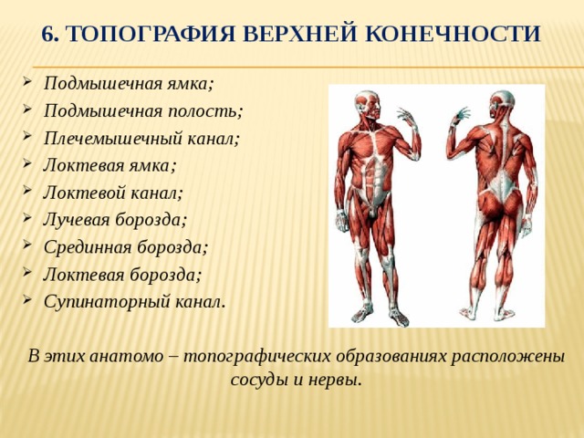 Образование мышц. Топография мышц верхней конечности. Топографическая характеристика мышц верхней конечности. Мышцы верхних конечностей, топографическое образования. Топогоафия верхней конечностт.