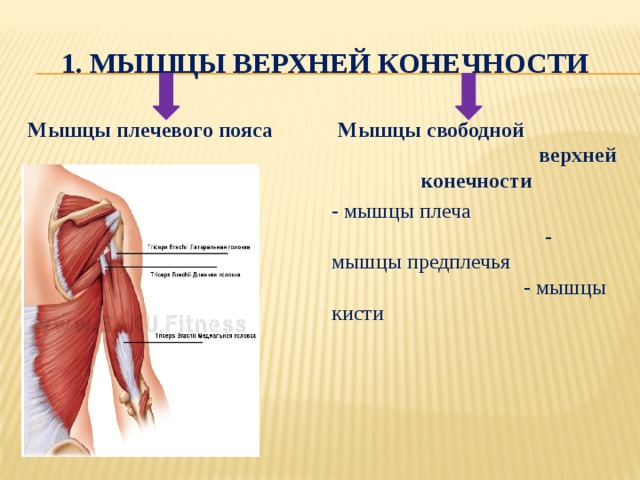 Мышцы пояса верхней конечности. Мышцы плечевого пояса и верхней конечности. Мышцы верхней конечности мышцы плечевого пояса. Мышцы свободной верхней конечности. Плечевой пояс и свободная верхняя конечность.