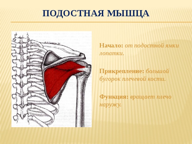 Малая круглая мышца картинка