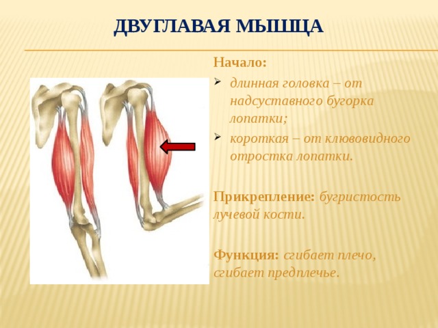 Двуглавая мышца. Бицепс плеча анатомия прикрепление. Двуглавая мышца плеча начало и прикрепление. Двуглавая мышца плеча начало прикрепление функции. Двуглавая мышца плеча анатомия и функции.