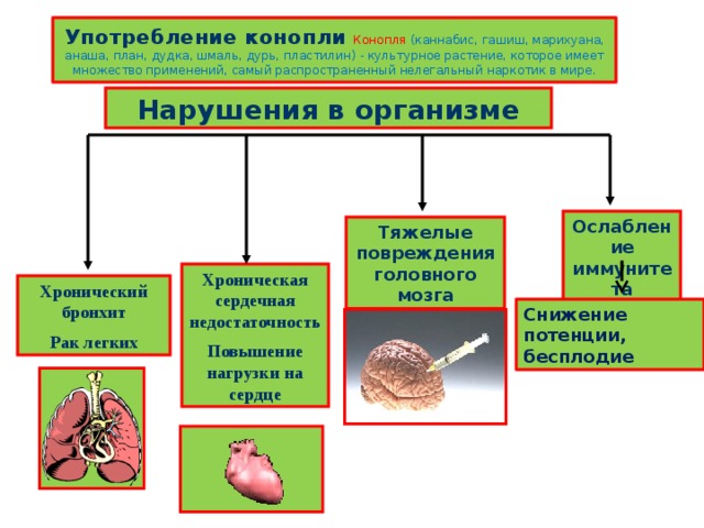 Употребление конопли  Конопля (каннабис, гашиш, марихуана, анаша, план, дудка, шмаль, дурь, пластилин) - культурное растение, которое имеет множество применений, самый распространенный нелегальный наркотик в мире. Нарушения в организме Ослабление иммунитета Тяжелые повреждения головного мозга Хроническая сердечная недостаточность Повышение нагрузки на сердце Хронический бронхит Рак легких Снижение потенции, бесплодие 