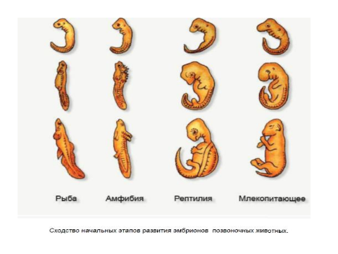 Рыбы огэ биология. Стадии эмбрионального развития позвоночных. Сходства зародышей представителей позвоночных. Зародыши позвоночных животных. Онтогенез позвоночных животных.