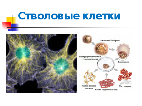 Состав стволовых клеток. Строение стволовой клетки. Стволовые клетки соединительной ткани. 1)Эмбриональные стволовые клетки -. Стволовые клетки рисунок строение.