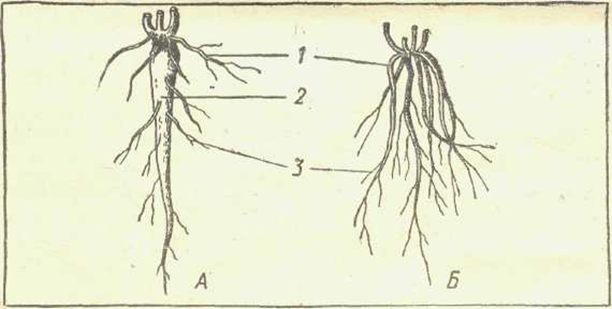 Какую часть корневой системы удаляют. Корневая система 6 класс биология. Типы корневых систем без подписей. Подпишите типы корневых систем. Рис 104 строение корня.