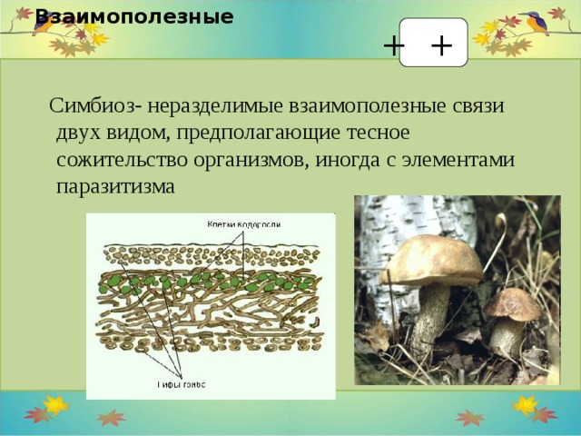 Птица, занесённая в Красную книгу - презентация онлайн
