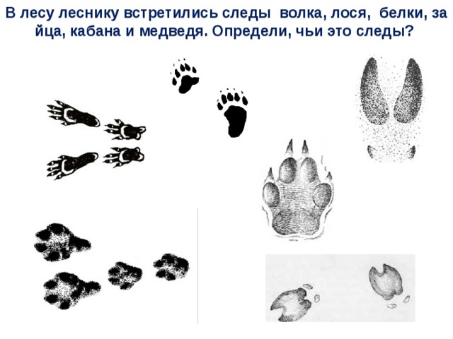 Следы волка картинки для детей распечатать