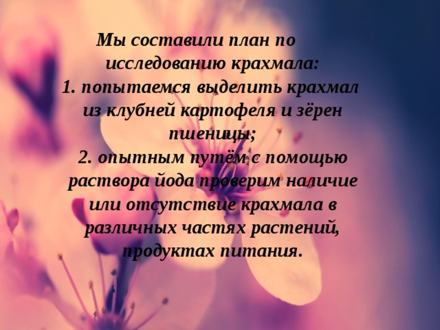 Мы составили план по исследованию крахмала: 1. попытаемся выделить крахмал из клубней картофеля и зёрен пшеницы; 2. опытным путём с помощью раствора йода проверим наличие или отсутствие крахмала в различных частях растений, продуктах питания. 