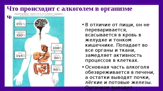 Что происходит с алкоголем в организме человека?   В отличие от пищи, он не переваривается, всасывается в кровь в желудке и тонком кишечнике. Попадает во все органы и ткани, замедляет активность процессов в клетках. Основная часть алкоголя обезвреживается в печени, а остатки выводят почки, лёгкие и потовые железы. Организм выводит примерно 7, 4 – 14, 8 мл алкоголя в час. 