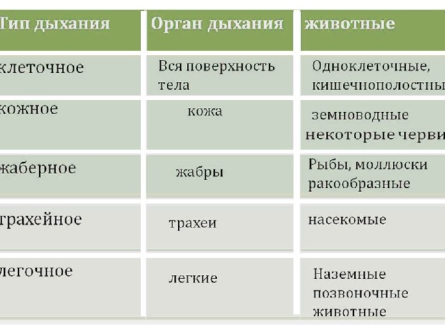 Изучив текст параграфа составьте обобщающую схему органы газообмена у растений и животных