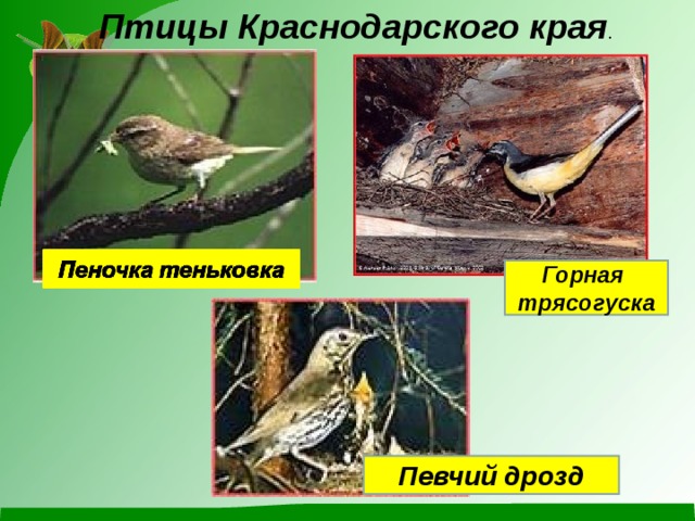 Зимородок. Фотограф Хасан Журтов