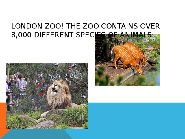 LONDON ZOO ! THE ZOO CONTAINS OVER 8,000 DIFFERENT SPECIES OF ANIMALS. 