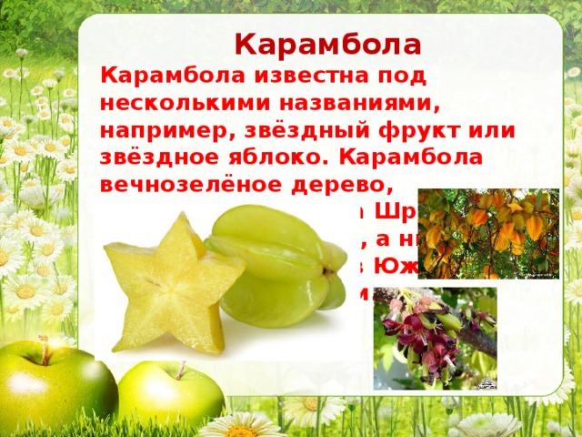 Презентация про яблоки