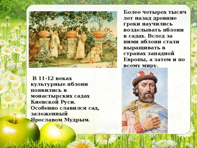 Золотое яблоко презентация