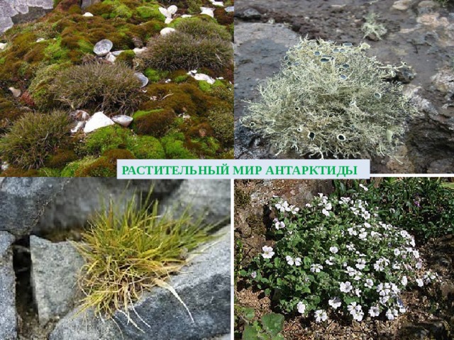 Растения антарктиды фото с названиями