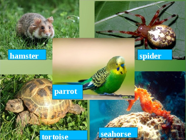 hamster spider parrot seahorse tortoise 