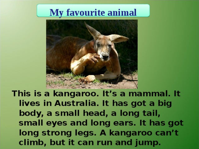 This animal is big. Проект my favourite animal. Проект на тему my favourite animal. Презентация на тему my favourite animal. Рассказ про кенгуру на английском языке.