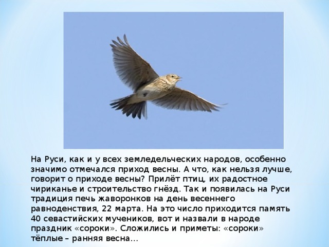 На Руси, как и у всех земледельческих народов, особенно значимо отмечался приход весны. А что, как нельзя лучше, говорит о приходе весны? Прилёт птиц, их радостное чириканье и строительство гнёзд. Так и появилась на Руси традиция печь жаворонков на день весеннего равноденствия, 22 марта. На это число приходится память 40 севастийских мучеников, вот и назвали в народе праздник «сороки». Сложились и приметы: «сороки» тёплые – ранняя весна… 
