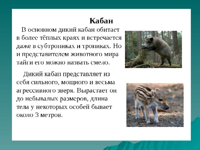 Опишите дикого. Рассказ о диких животных. Описание диких животных. Описание дикого животного. Дикие животные сообщение.