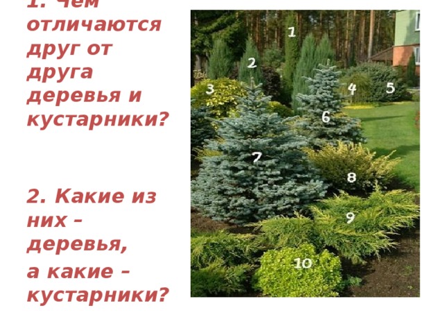1. Чем отличаются друг от друга деревья и кустарники? 2. Какие из них – деревья, а какие – кустарники? 