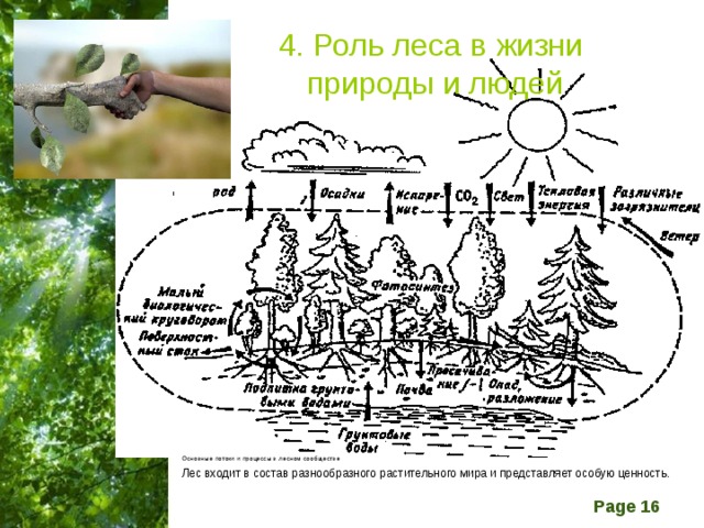 Значение леса в жизни северян схема