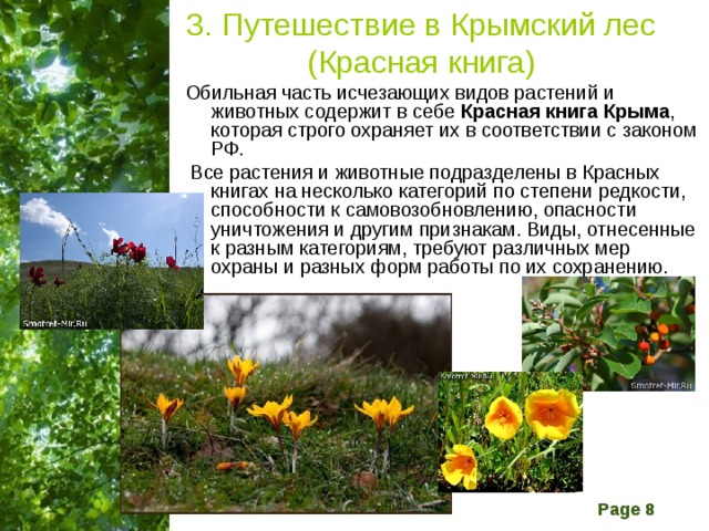 Растения красной книги крыма фото и описание