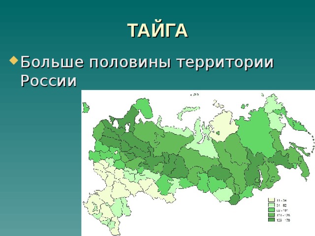 Леса половина территории россии. Расположение тайги на территории России. Тайга на карте России. Географическое положение тайги. Расположение зоны тайги.