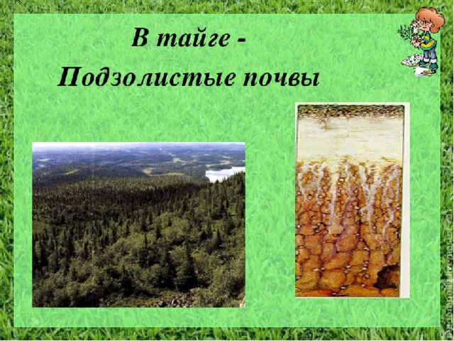 Тайга почва география. Почвы зоны тайги. Подзолистые почвы тайги. Природная зона Тайга почвы. Почвы тайги в России.