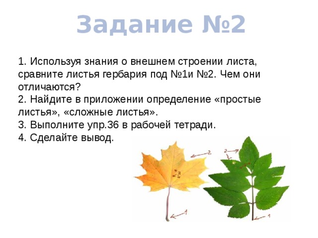 Задание №2 1. Используя знания о внешнем строении листа, сравните листья гербария под №1и №2. Чем они отличаются? 2. Найдите в приложении определение «простые листья», «сложные листья». 3. Выполните упр.36 в рабочей тетради. 4. Сделайте вывод. 
