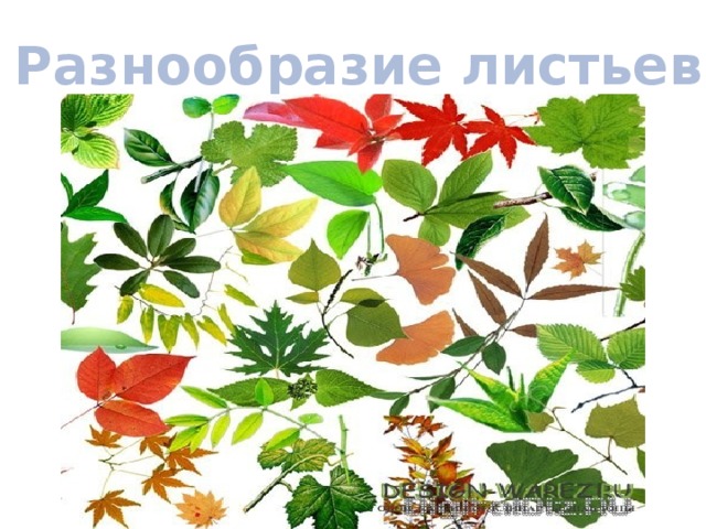 Разнообразие листьев 