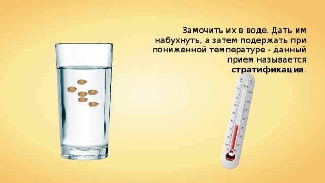 Замочить их в воде. Дать им набухнуть, а затем подержать при пониженной температуре - данный прием называется стратификация . 