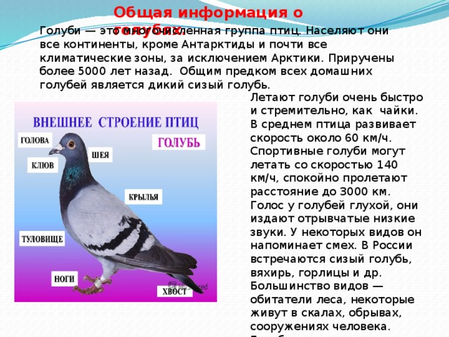 Как пишется голубей. Информация о голубях. Описание голубя. Доклад о голубе. Голуби для презентации.