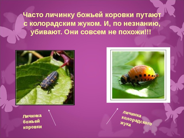 Фото личинки колорадского жука и личинки божьей коровки