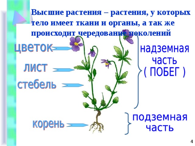 Высшие растения – растения, у которых тело имеет ткани и органы, а так же происходит чередование поколений 