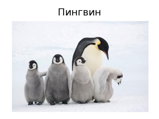 Пингвин 