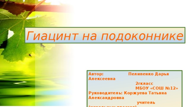 Гиацинт на подоконнике Автор: Пелипенко Дарья Алексеевна  2гкласс  МБОУ «СОШ №12» Руководитель: Коржуева Татьяна Александровна  учитель (начальных классов)  МБОУ «СОШ №12»  