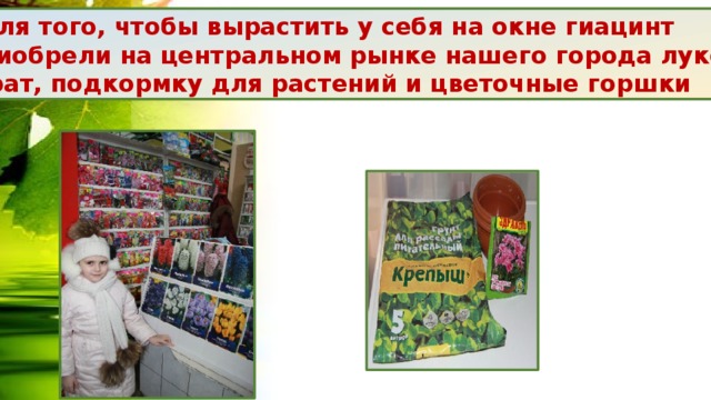 Итак для того, чтобы вырастить у себя на окне гиацинт  мы приобрели на центральном рынке нашего города луковицы,  субстрат, подкормку для растений и цветочные горшки 