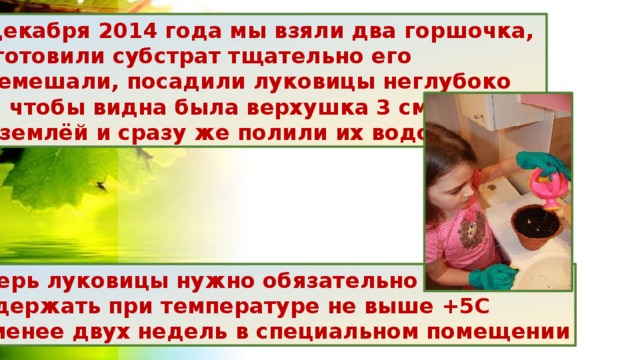  25 декабря 2014 года мы взяли два горшочка, Приготовили субстрат тщательно его  перемешали, посадили луковицы неглубоко  так, чтобы видна была верхушка 3 см над землёй и сразу же полили их водой. Теперь луковицы нужно обязательно  выдержать при температуре не выше +5С не менее двух недель в специальном помещении 