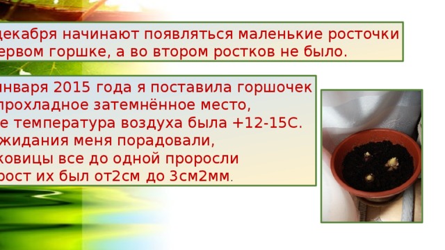 26 декабря начинают появляться маленькие росточки  в первом горшке, а во втором ростков не было.  9 января 2015 года я поставила горшочек  в прохладное затемнённое место,  где температура воздуха была +12-15С.  Ожидания меня порадовали, луковицы все до одной проросли  и рост их был от2см до 3см2мм . 