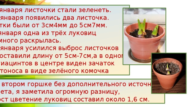  16 января листочки стали зеленеть.   19 января появились два листочка. Ростки были от 3см4мм до 5см7мм.  21января одна из трёх луковиц  немного раскрылась.   24 января усилился выброс листочков  и составили длину от 5см-7см,а в одном из гиацинтов в центре виден зачаток цветоноса в виде зелёного комочка Во втором горшке без дополнительного источника  света, я заметила огромную разницу,  рост цветение луковиц составил около 1,6 см. 