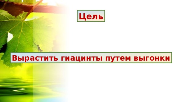 Цель Вырастить гиацинты путем выгонки 