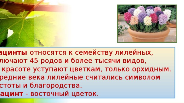 Гиацинты относятся к семейству лилейных,  включают 45 родов и более тысячи видов,  по красоте уступают цветкам, только орхидным. В средние века лилейные считались символом  чистоты и благородства.  Гиацинт - восточный цветок. 