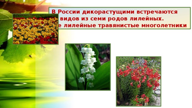  В России дикорастущими встречаются 60 видов из семи родов лилейных. Все лилейные травянистые многолетники 