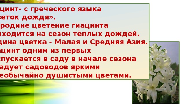  Гиацинт- с греческого языка  «цветок дождя».  На родине цветение гиацинта  приходится на сезон тёплых дождей.  Родина цветка - Малая и Средняя Азия.  Гиацинт одним из первых  распускается в саду в начале сезона  и радует садоводов яркими  и необычайно душистыми цветами. 