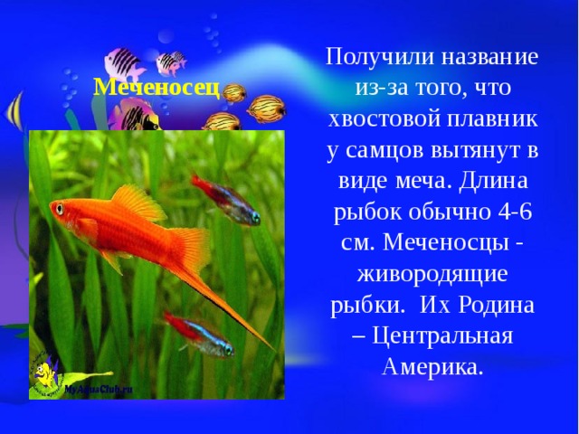 Класс Костные рыбы Аквариумные рыбки. - скачать презентацию