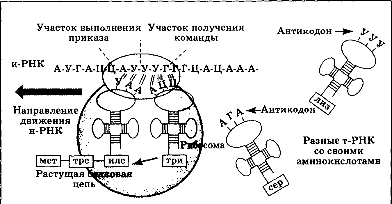 Трансляция т рнк. Схема синтеза белка в рибосоме трансляция. Реакции матричного синтеза схема Синтез белка. Процесс синтеза белка на рибосоме схема. Схема этапы синтеза белка биохимия.