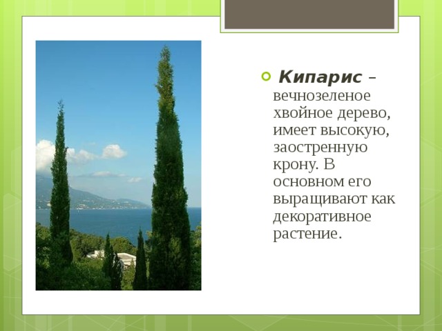 На рисунке изображены пальма и кипарис высота пальмы равна 7 м какова примерная высота кипариса