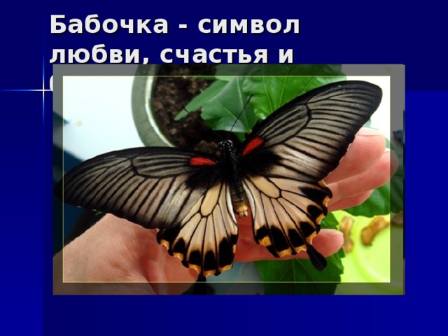 Бабочка символ чего. Что символизирует бабочка. Символ психологии бабочка. Бабочка значение символа. Бабочка символ любви.